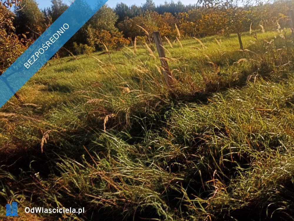 Działka inwestycyjna na sprzedaż Albigowa  7 700m2 Foto 1