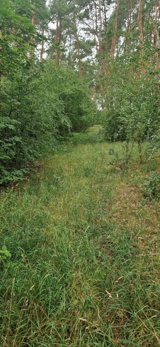 Działka inwestycyjna 27 000 m² w Wągrowcu - las i stawy Wągrowiec  27 000m2 Foto 1