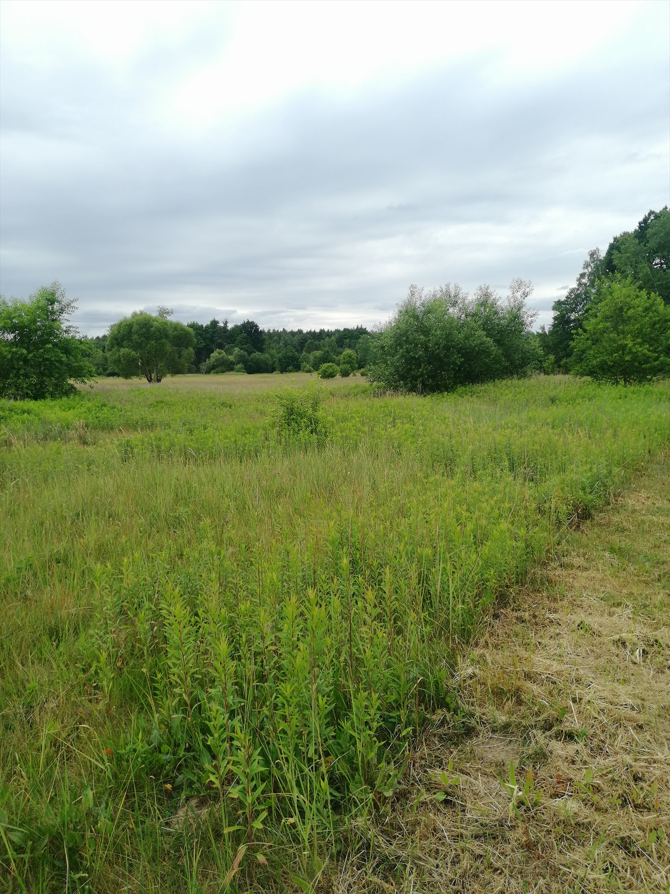 Działka budowlana na sprzedaż Jelna  5 416m2 Foto 8