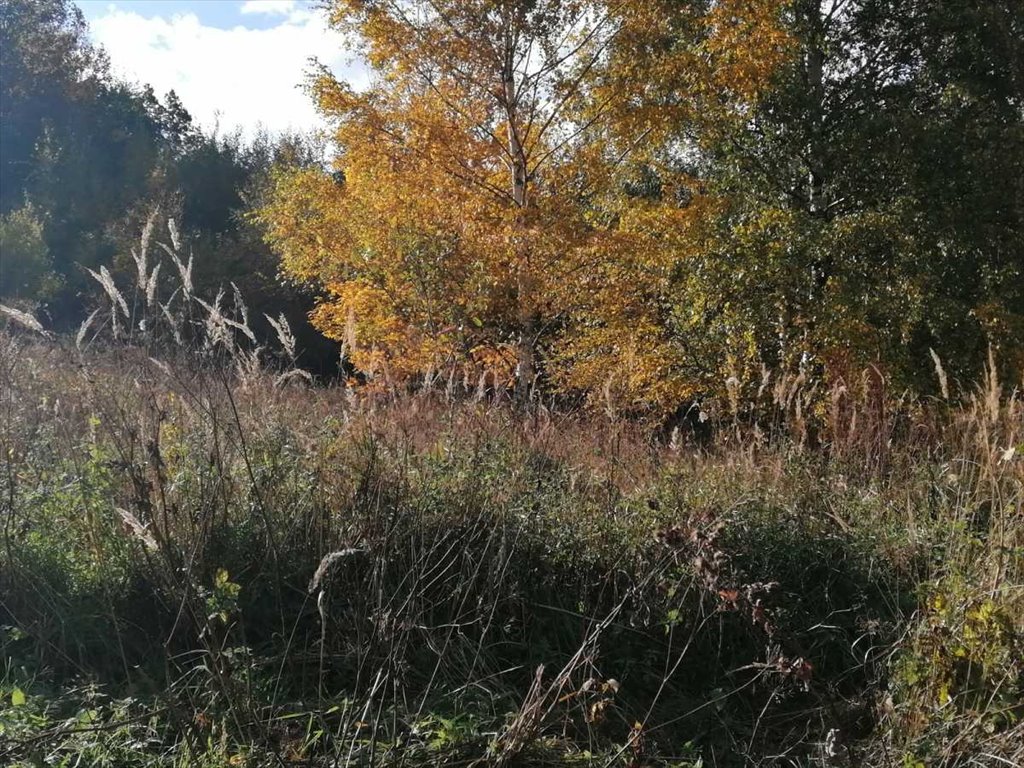 Działka inna na sprzedaż Pieszyce, Rościszów  2 500m2 Foto 3