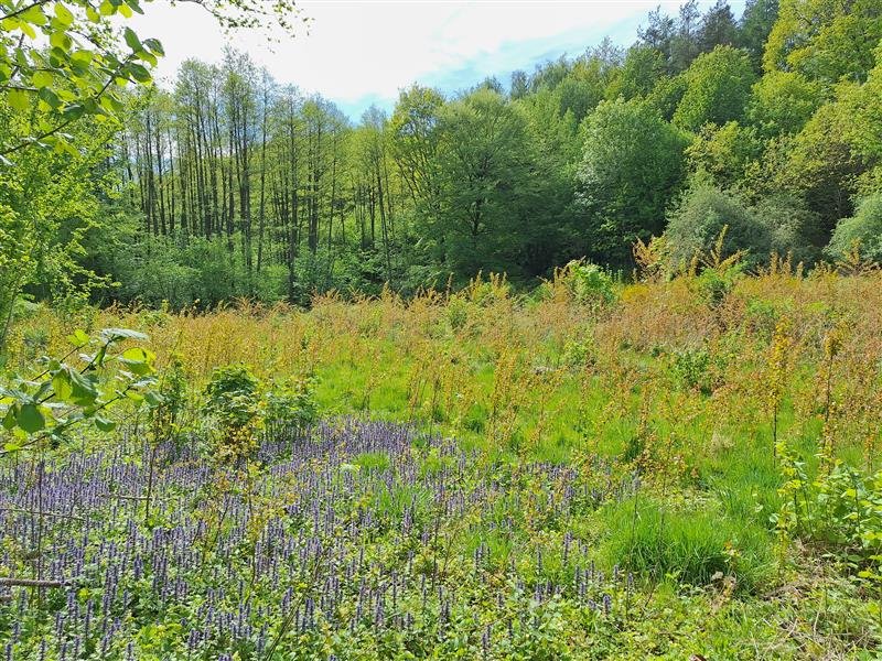 Działka inna na sprzedaż Paproty, Paproty  6 927m2 Foto 10