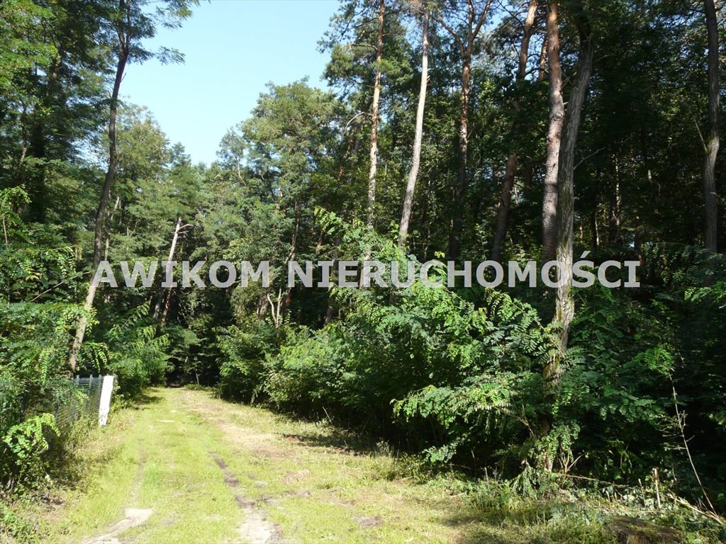 Działka 4035 m² z unikalnym drzewostanem i planem zabudowy Olszanka  4 035m2 Foto 1