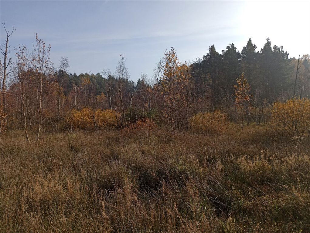 Działka budowlana na sprzedaż Leśniewo, Pucka  4 665m2 Foto 6