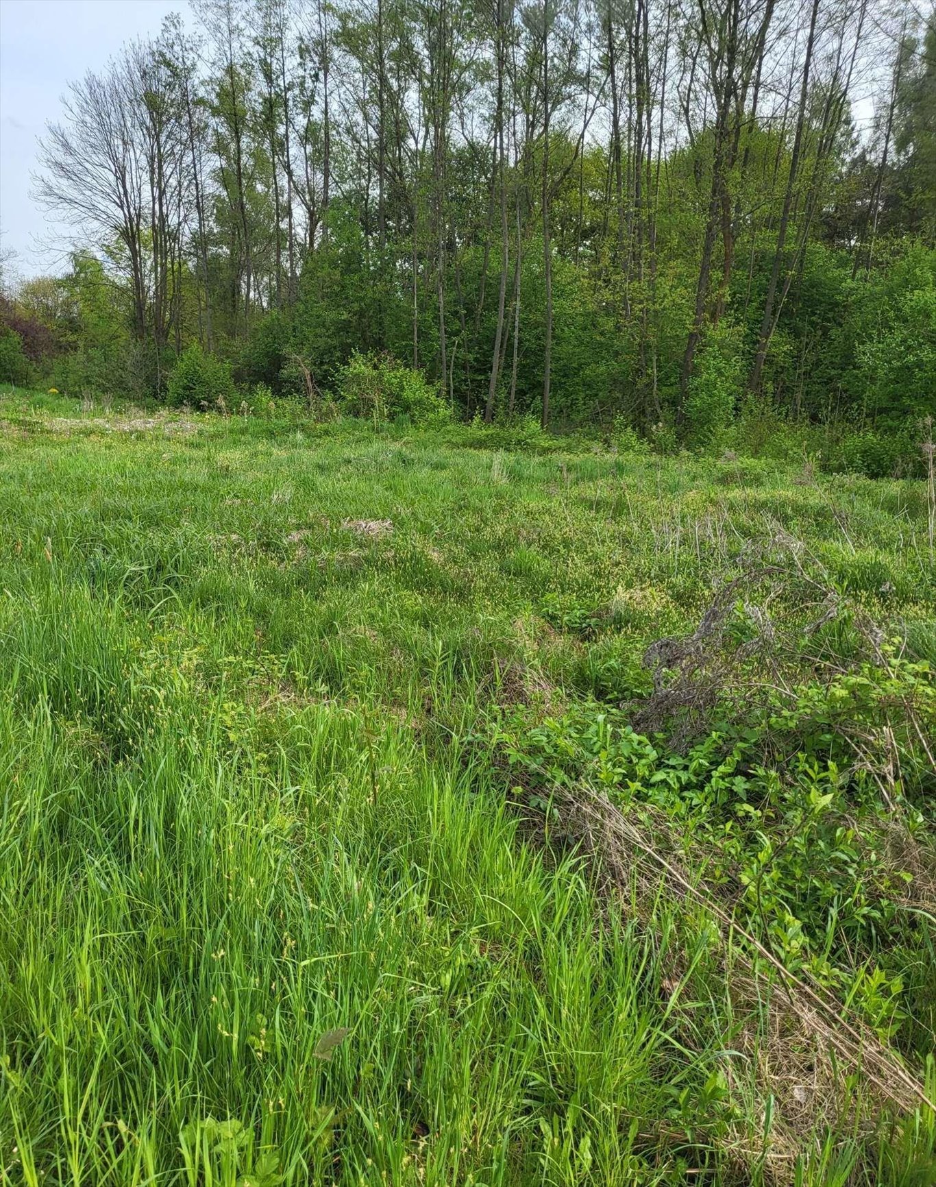 Działka budowlana na sprzedaż Dąbrowa Szlachecka  1 200m2 Foto 2