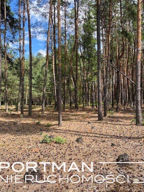 Działka w Malcanowie 1170 m² z lasem i ciszą Malcanów  1 170m2 Foto 1