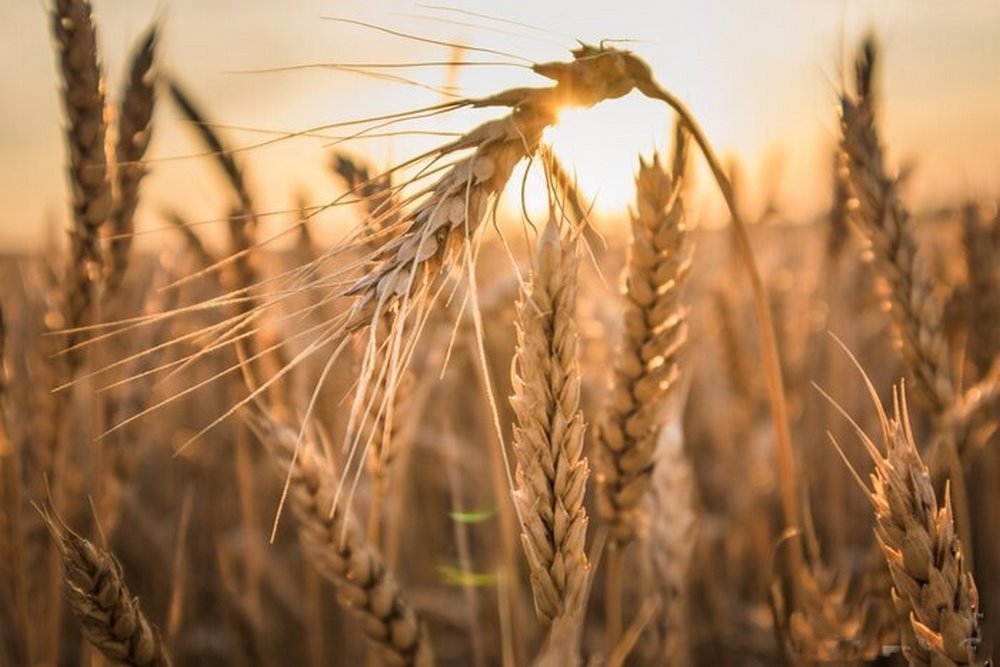 Działka rolna 51 ha z dostępem do cieku wodnego i nawadnianiem Choszczno  510 000m2 Foto 1