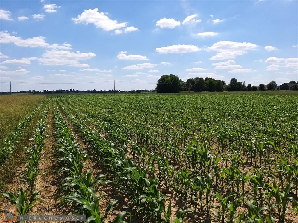 Działka budowlano-rolna w Celinach, 15,27 arów, media Celiny  1 527m2 Foto 1