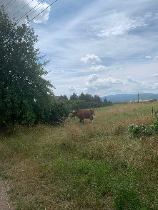 Działka inna na sprzedaż Dzierżoniów  2 500m2 Foto 4