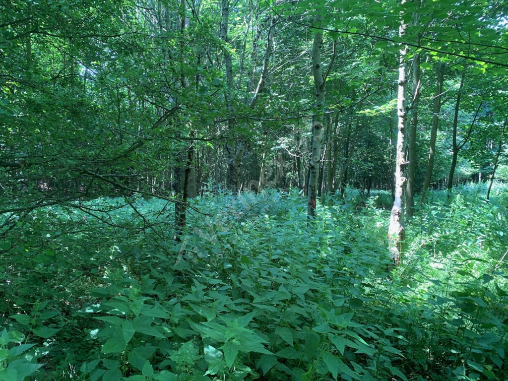 Działka inwestycyjna na sprzedaż Komarno  50 000m2 Foto 5