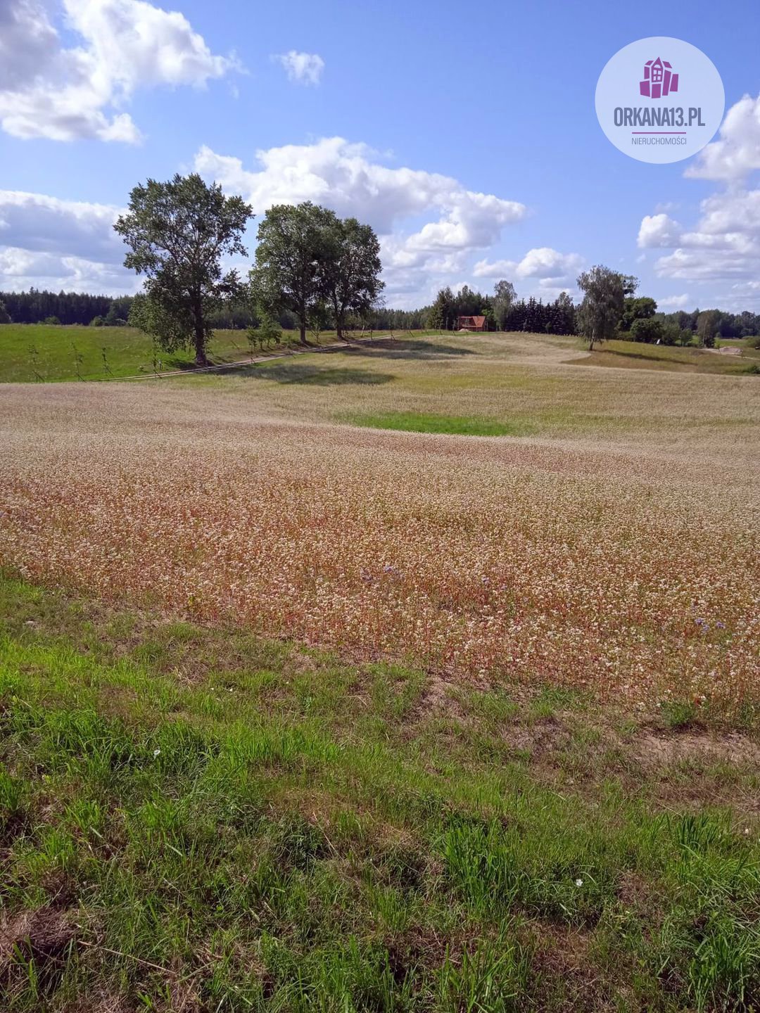 Działka rolna na sprzedaż Biesówko, Biesówko  4 093m2 Foto 10