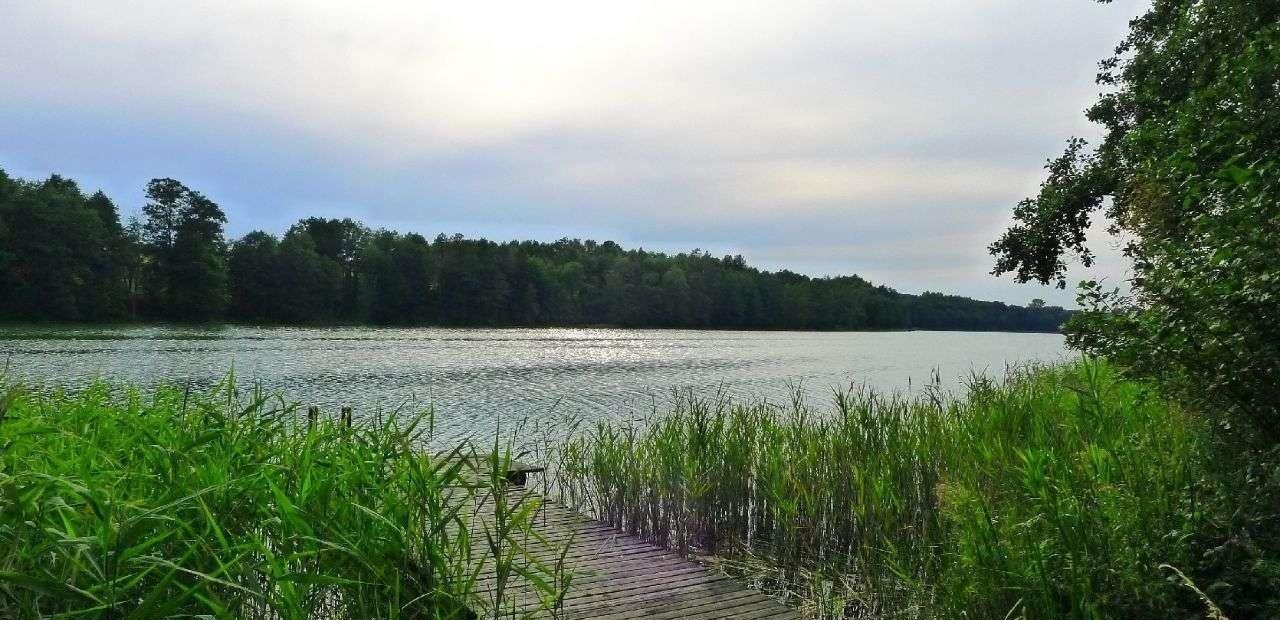 Działka rolna na sprzedaż Filipów  3 000m2 Foto 2