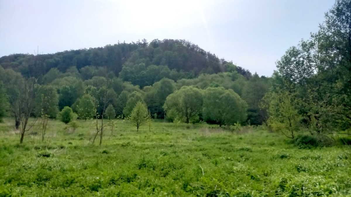 Działka gospodarstwo rolne na sprzedaż Stare Bogaczowice, Chwaliszów  26 500m2 Foto 8