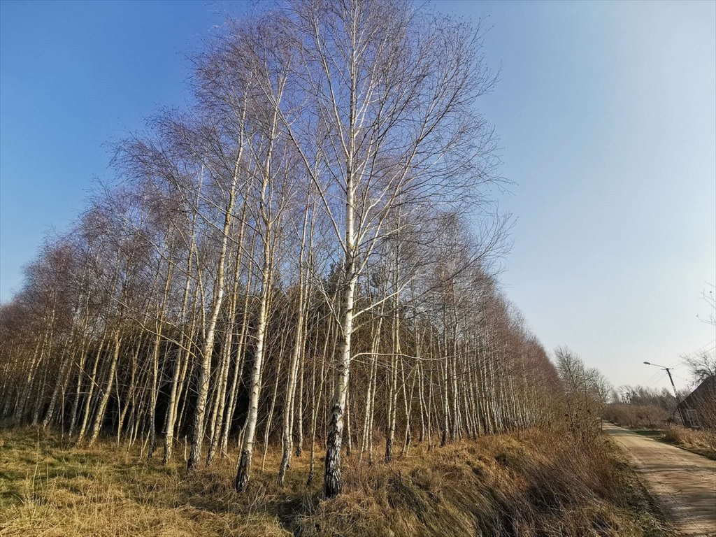 Działka leśna na sprzedaż Czyżkowo, Czyżkowo  18 900m2 Foto 2