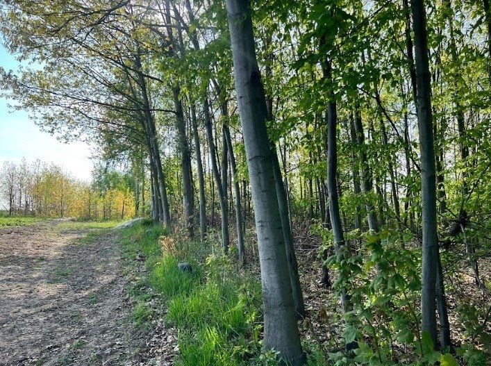 Działka budowlana na sprzedaż Goławin  4 300m2 Foto 5