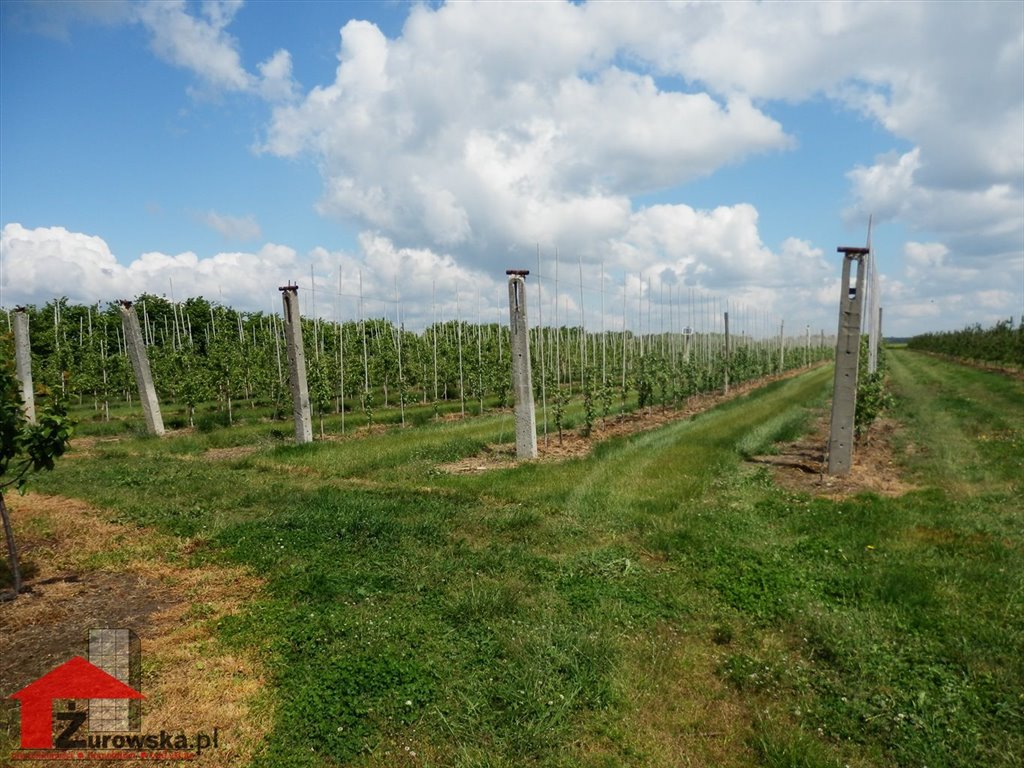 Gospodarstwo sadownicze 80 tys. m² z infrastrukturą i sprzętem Rożniątów  80 000m2 Foto 1