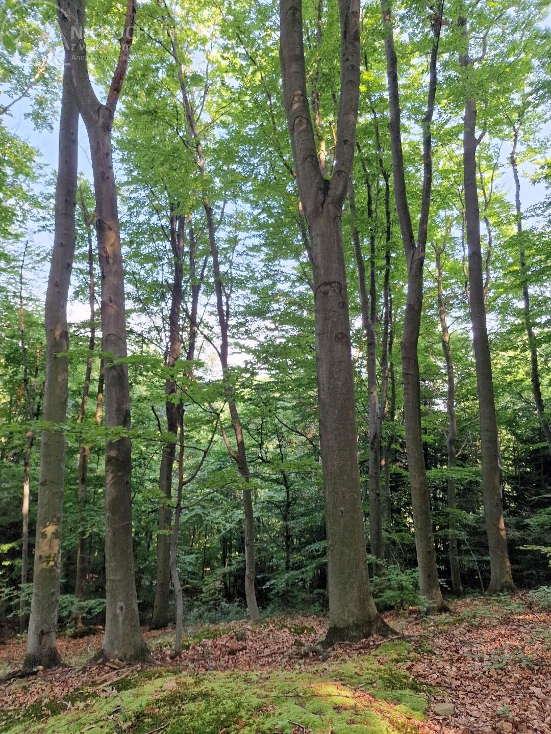 Działka leśna na sprzedaż Jodłówka Tuchowska  21 600m2 Foto 9