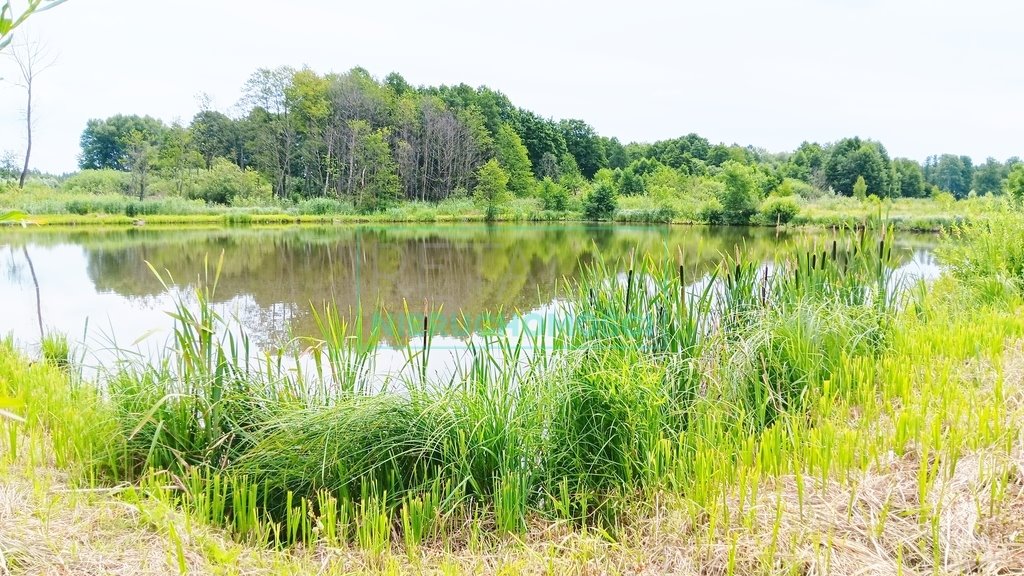 Działka inna na sprzedaż Szczęsne  7 977m2 Foto 6