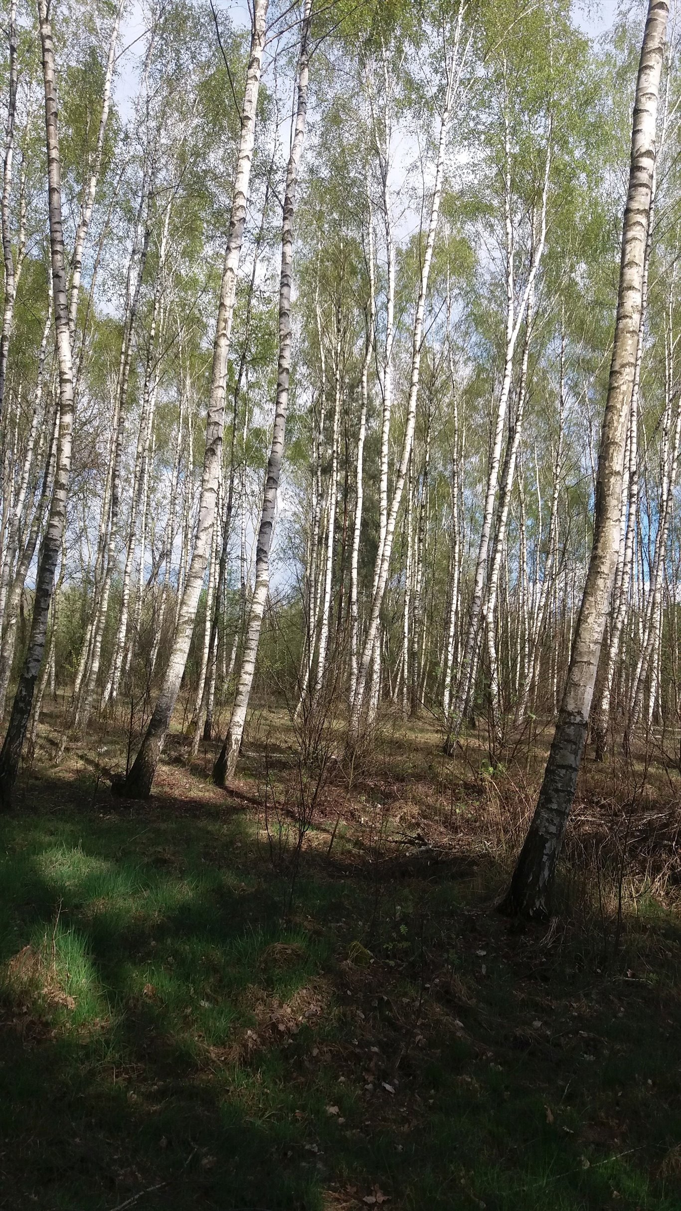 Działka leśna z prawem budowy na sprzedaż Józefow  5 000m2 Foto 2