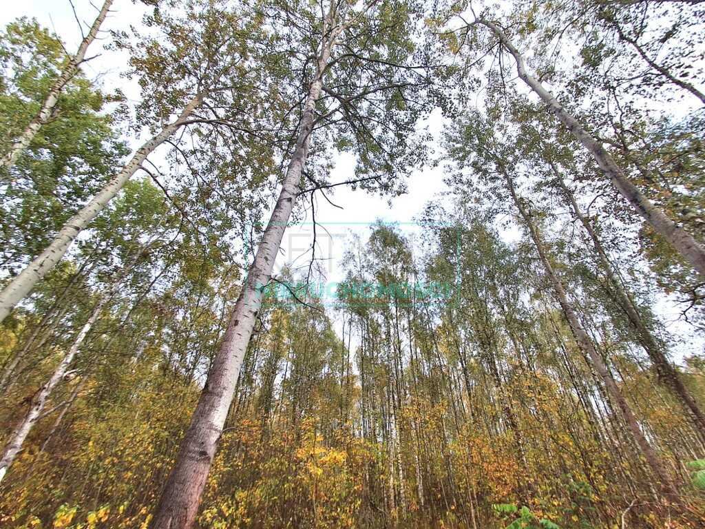 Działka leśna z prawem budowy na sprzedaż Jaktorów  3 300m2 Foto 1