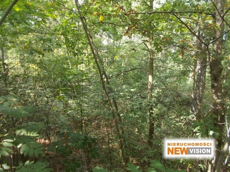 Działka rekreacyjna na sprzedaż Dąbrowa Górnicza, Kuźniczka Nowa, Kuźniczka 74 811m2 Foto 1 Działka rekreacyjna na sprzedaż Dąbrowa Górnicza, Kuźniczka Nowa, Kuźniczka 74 811m2 Foto 1