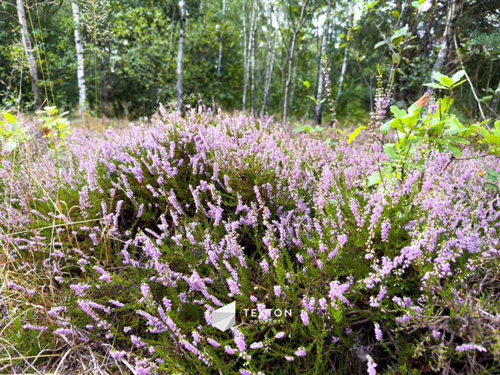 Działka budowlana na sprzedaż Janinów, Szkocka  31 100m2 Foto 5