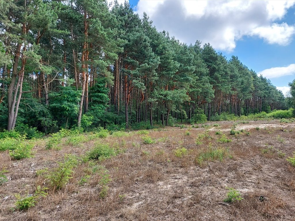 Działka inna na sprzedaż Niecenia  1 831m2 Foto 10