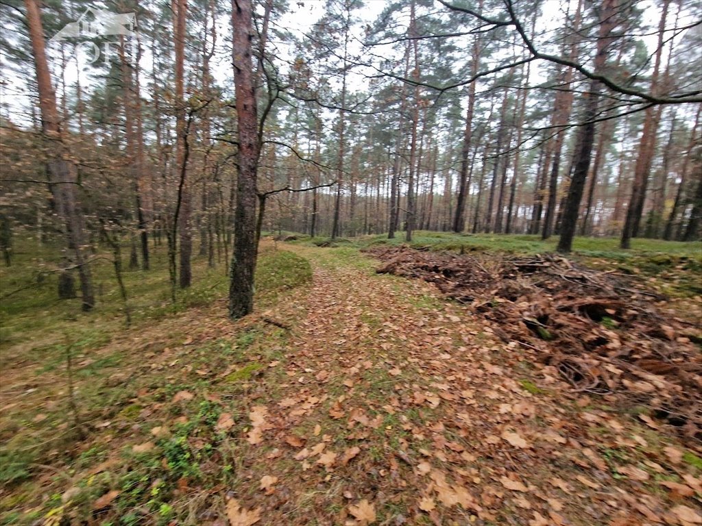 Działka leśna na sprzedaż Potępa  67 800m2 Foto 5