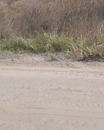 Działka budowlana na sprzedaż Kruszewo-Brodowo  5 000m2 Foto 3