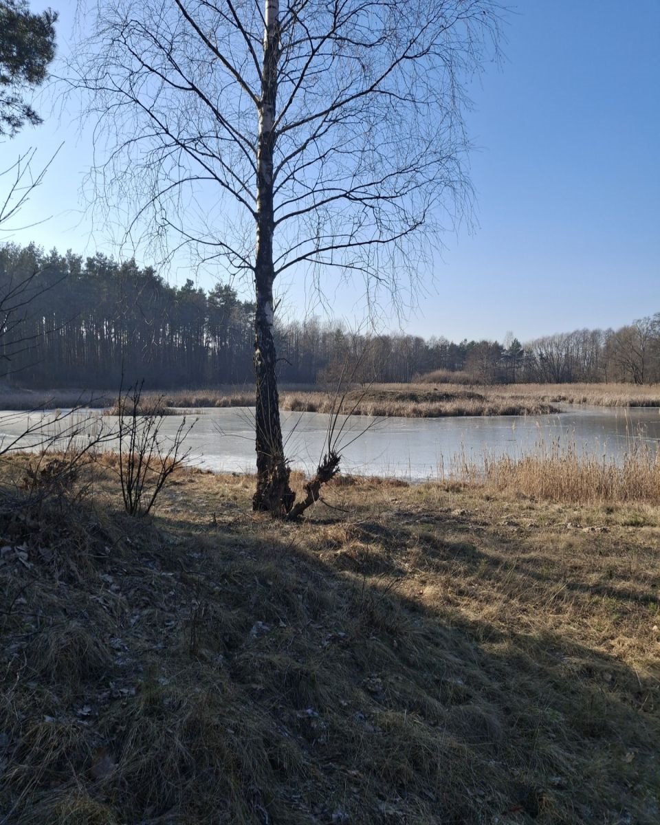 Lokal użytkowy na sprzedaż Tartak  52 600m2 Foto 3