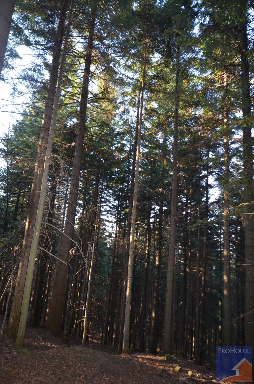 Na sprzedaż działka leśna 10 900 m² z dostępem do drogi Chyszówki  10 900m2 Foto 1
