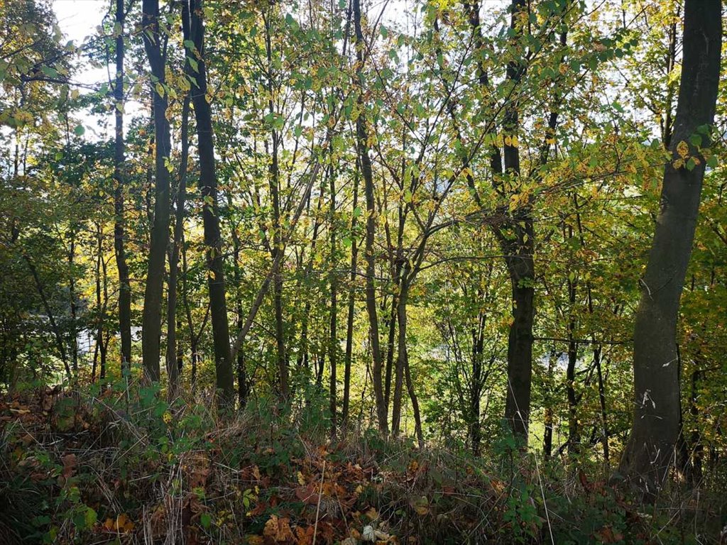 Działka inna na sprzedaż Lewin Kłodzki, Jeleniów  1m2 Foto 2