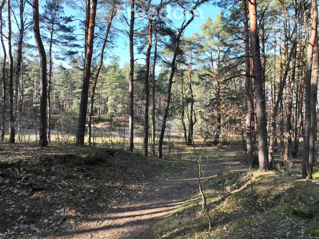 Działka leśna na sprzedaż Międzyborów  5 020m2 Foto 10
