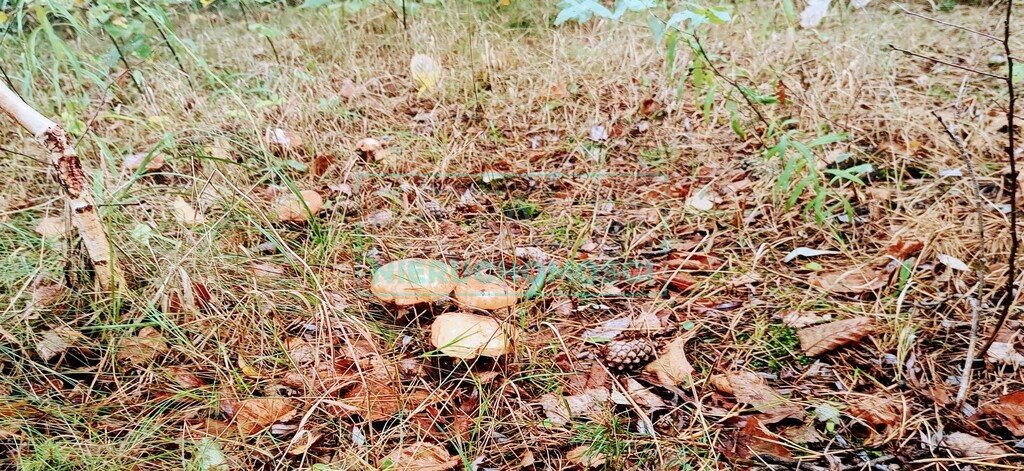 Działka siedliskowa na sprzedaż Nowa Bukówka  17 000m2 Foto 2