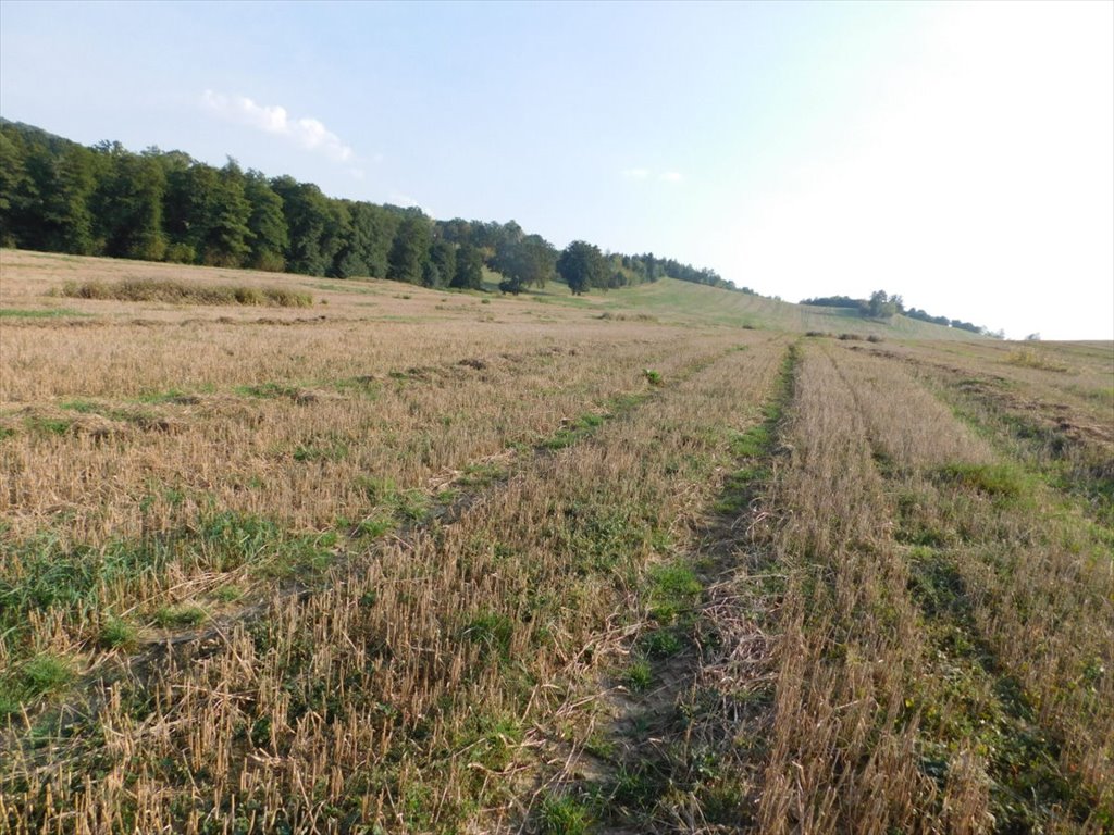 Działka rolna na sprzedaż Jaszkowa Dolna, Jaszkowa Dolna  291 440m2 Foto 5