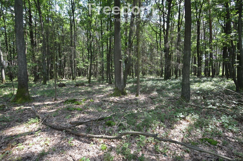 Działka leśna 10 160 m² z dojazdem polnym, lasy i zadrzewienia Ochodze  10 160m2 Foto 1