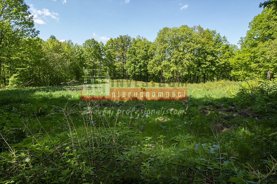 Sprzedam działkę 4250 m² w Jarnołtówku - spokojna okolica Jarnołtówek  4 250m2 Foto 1