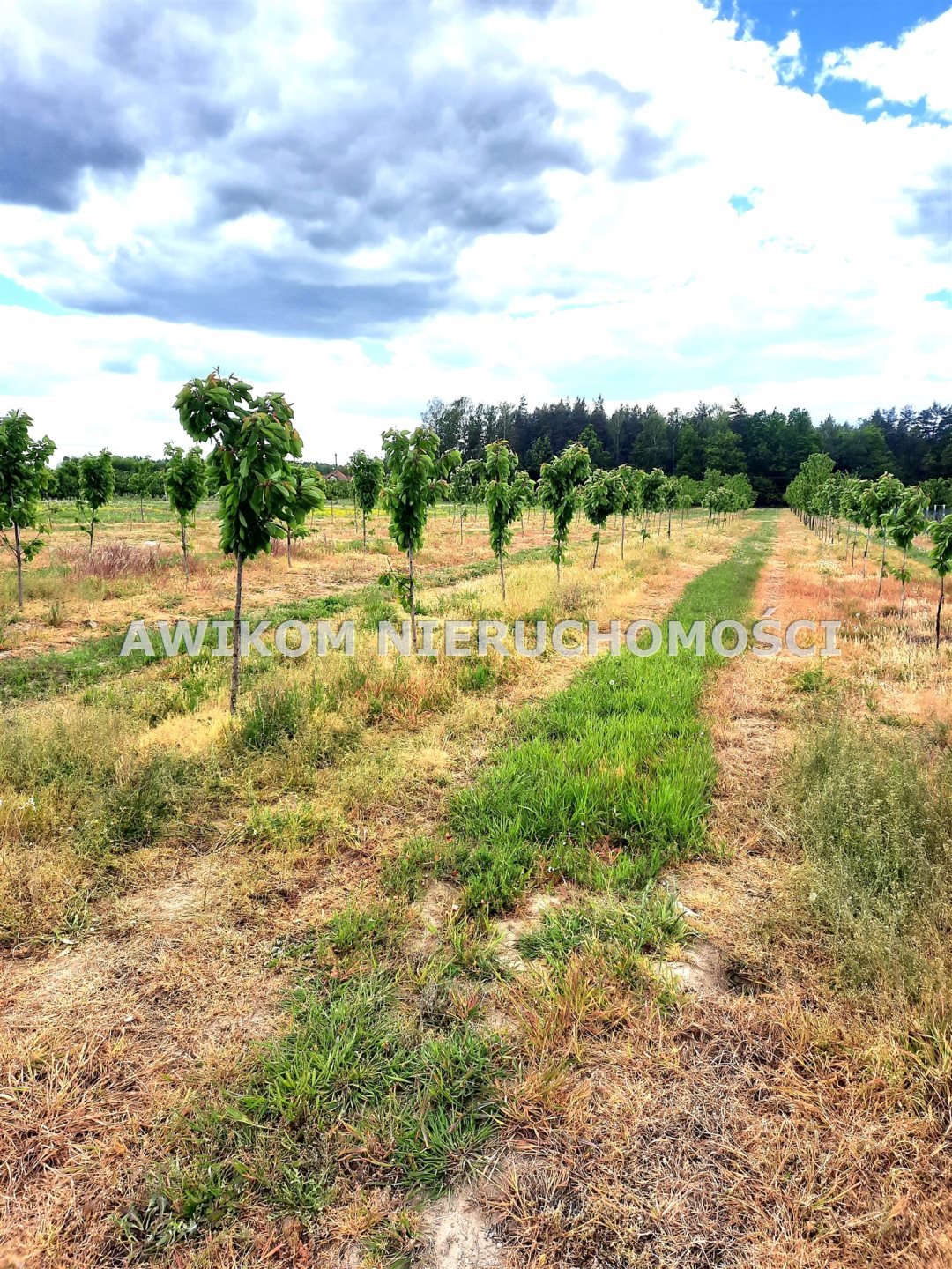 Działka 1,85 ha z sadami i lasami w Kornelówce Kornelówka  18 500m2 Foto 1