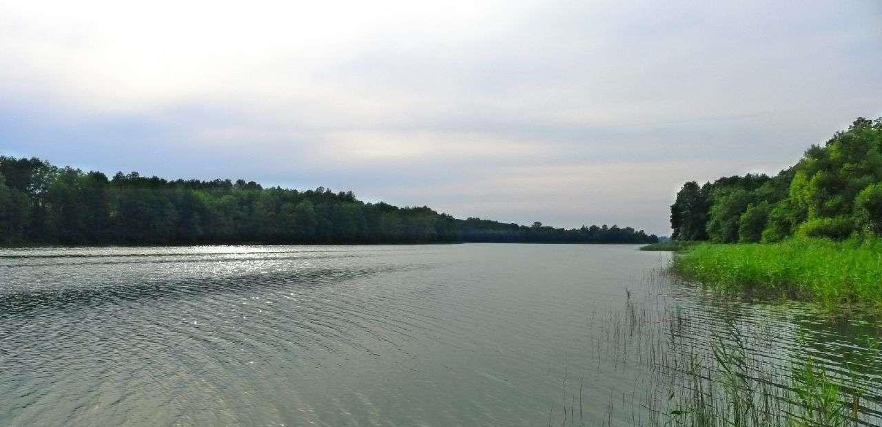 Działka rolna na sprzedaż Filipów  3 000m2 Foto 4