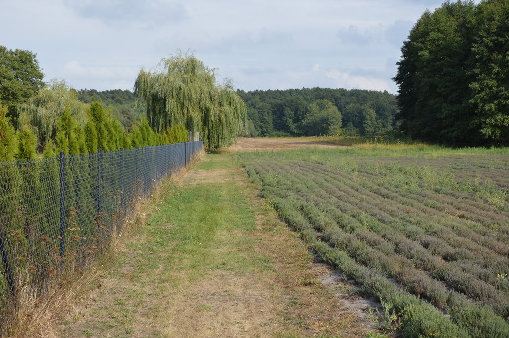 Atrakcyjna działka 8 136 m² pod zabudowę i działalność Klarów  8 136m2 Foto 1