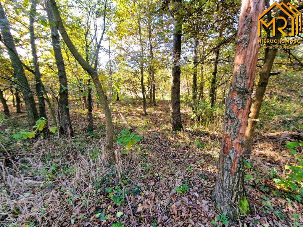 Działka inna na sprzedaż Sutków  15 100m2 Foto 8