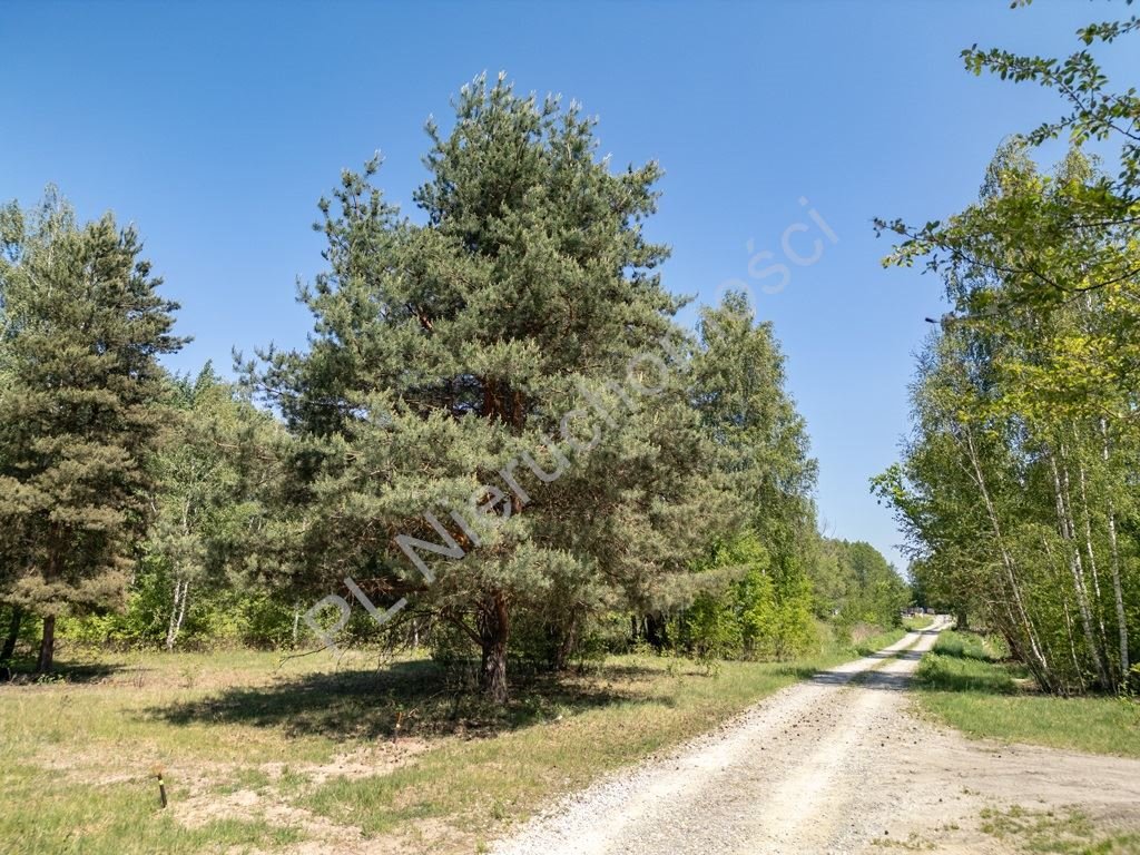 Zapraszam do działki 3000 m² w Radoniach - las, media, cisza Radonie  3 000m2 Foto 1
