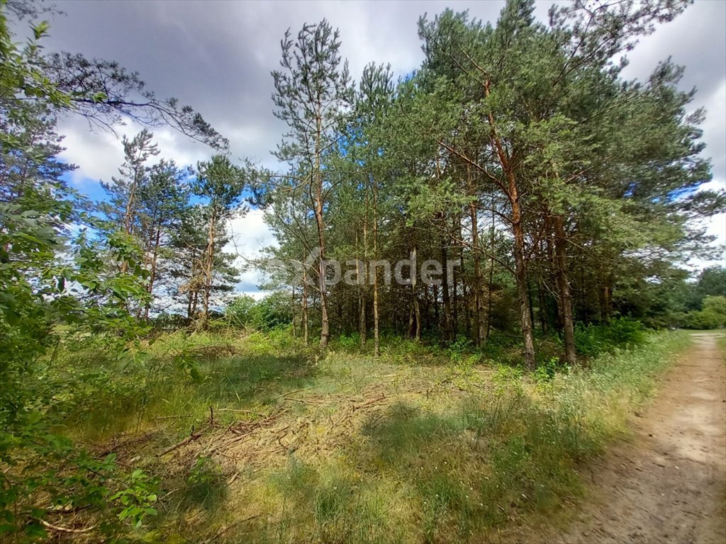 Działka budowlana na sprzedaż Sąsieczno  10 000m2 Foto 3