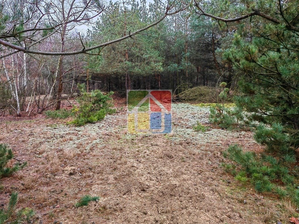 Działka leśna z prawem budowy na sprzedaż Szczawin Kościelny  48 000m2 Foto 5