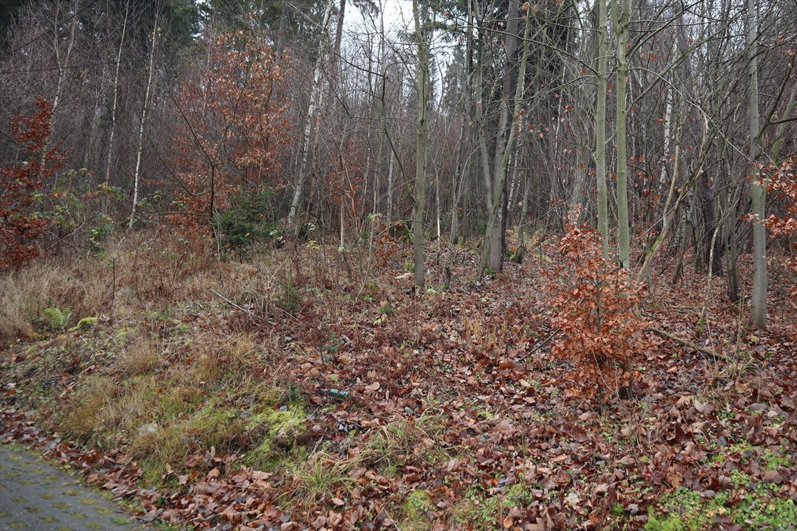Działka leśna na sprzedaż Wisła, Bukowa  12 080m2 Foto 3