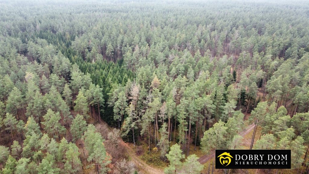 Działka leśna na sprzedaż Berżniki  85 221m2 Foto 1