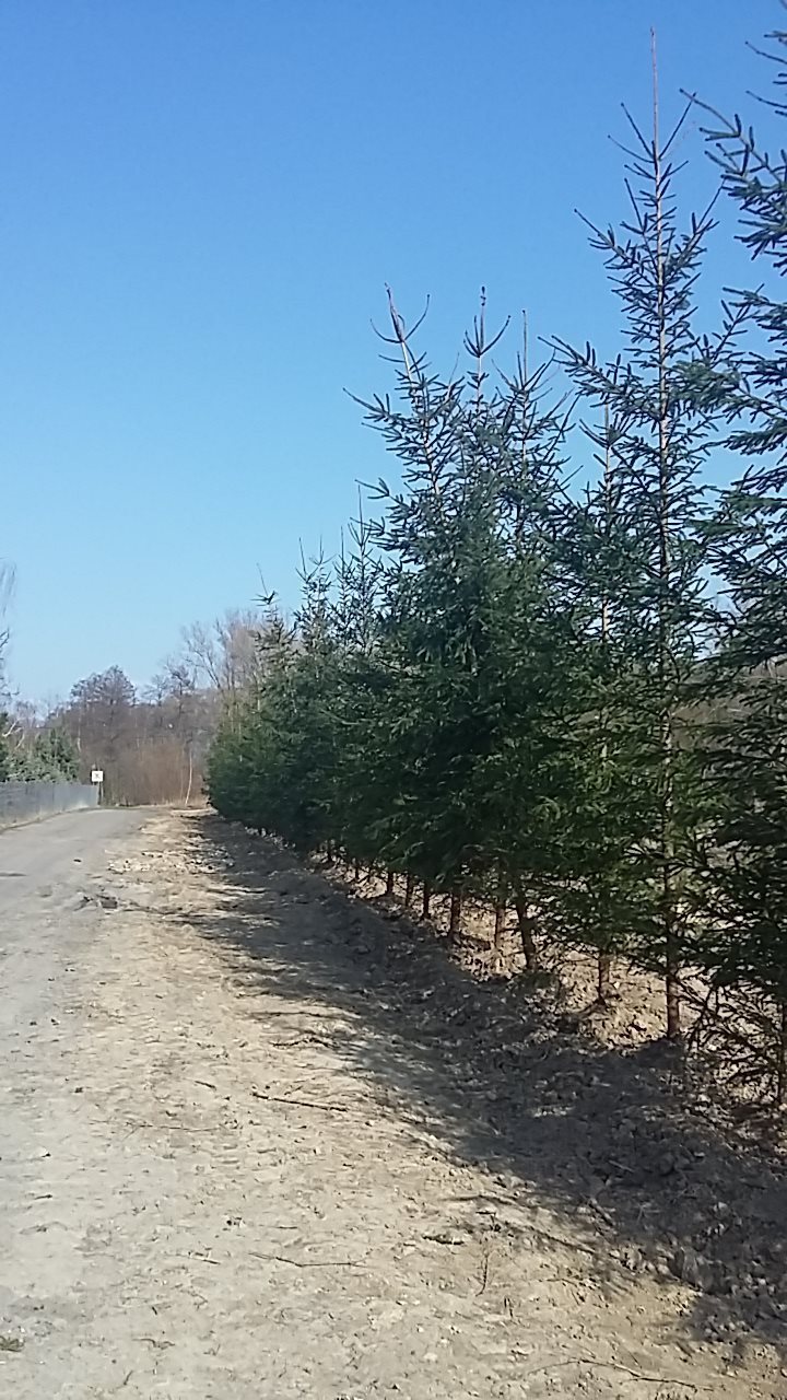 Działka budowlana na sprzedaż Warszawa, Wilanów, Rosy  1 200m2 Foto 1