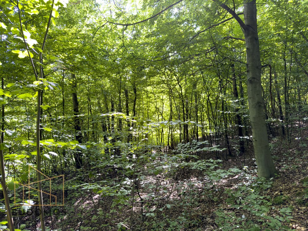 Działka rolna na sprzedaż Dębowa  7 200m2 Foto 10