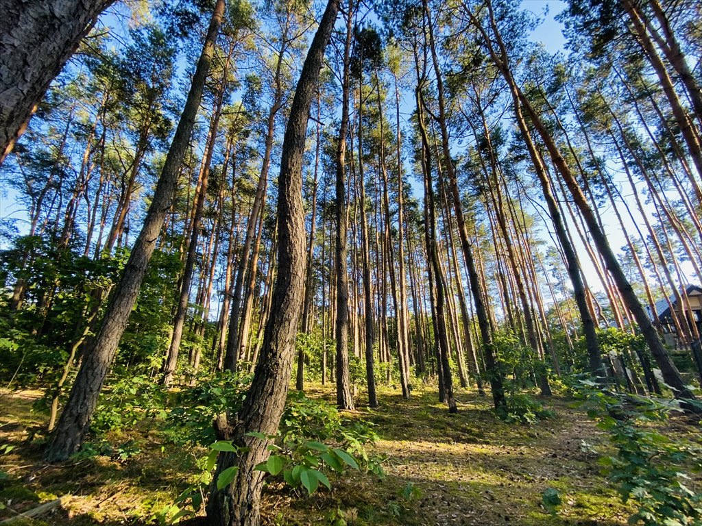 Działka leśna z prawem budowy na sprzedaż Józefów, Skrajna  1 605m2 Foto 1