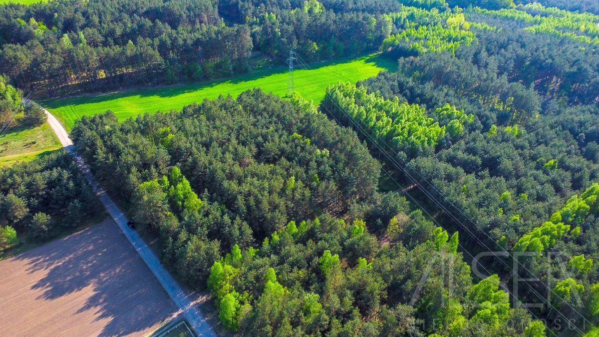 Działki rekreacyjne i pod zabudowę w Nowym Bosewie (zalesione) Nowe Bosewo, Lipnik  1 245m2 Foto 1