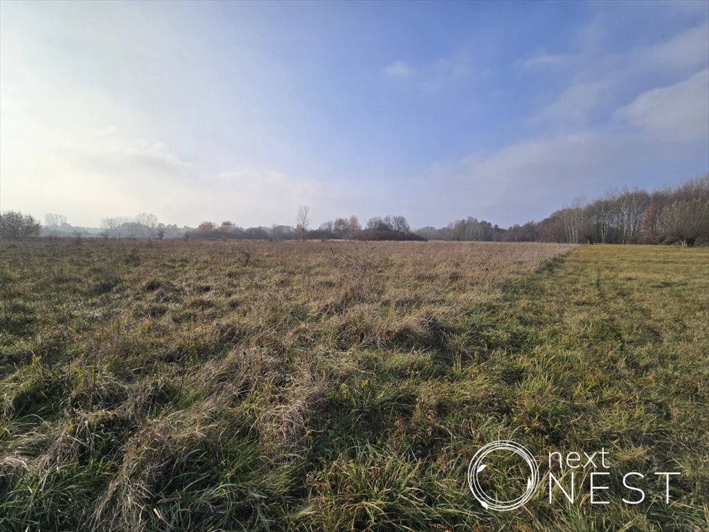 Działka siedliskowa na sprzedaż Wilczkowice Dolne  8 000m2 Foto 2